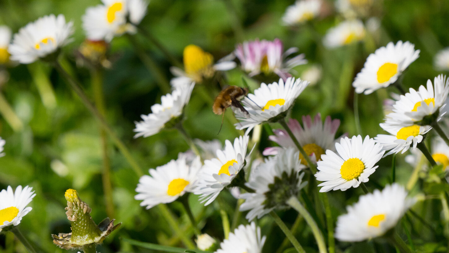 Frühlingsspaziergänge 2025: Foto einer grünen Wiese mit vielen Gänseblümchen